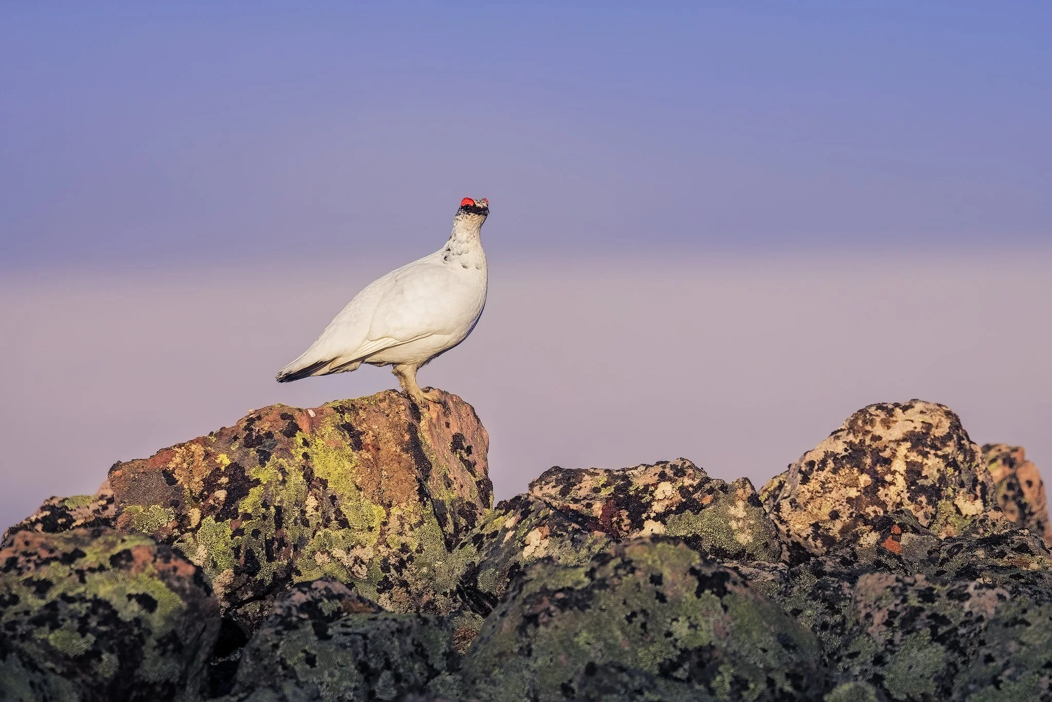 Rock Ptarmigan (Lagopus muta)