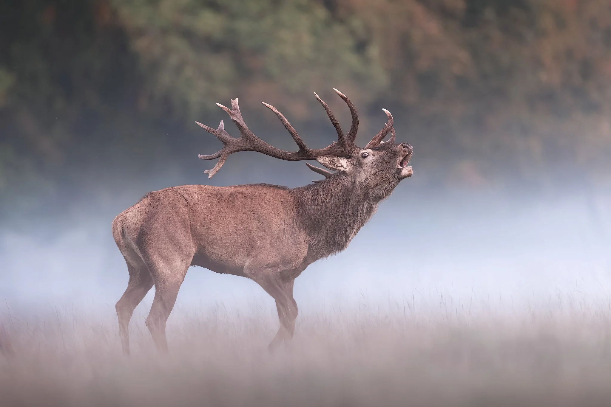 Red Deer (Cervus elaphus)