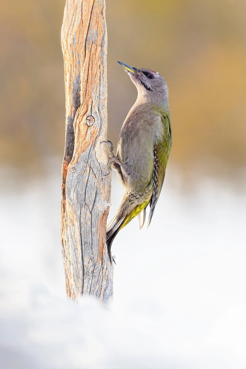 Grey-headed woodpecker (Picus canus)