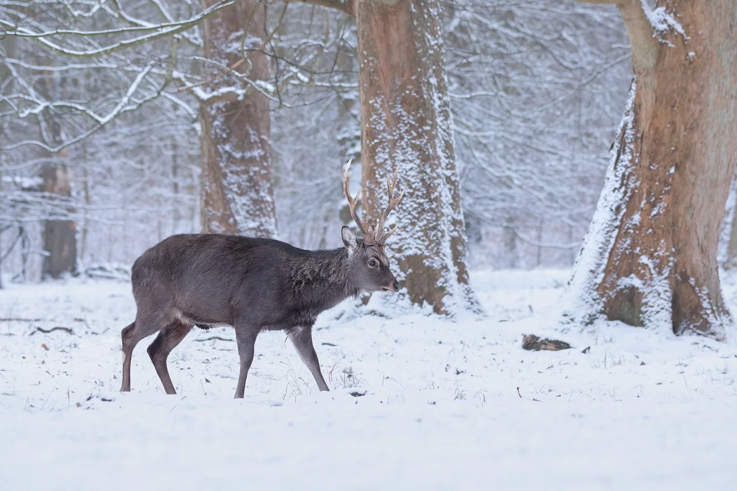 Sika deer (Cervus nippon)