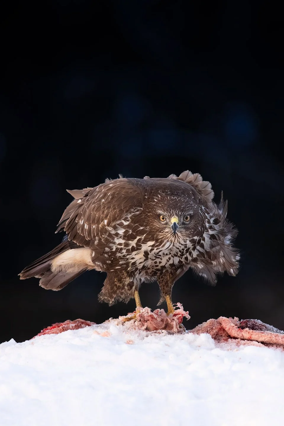 Common Buzzard (Buteo buteo)