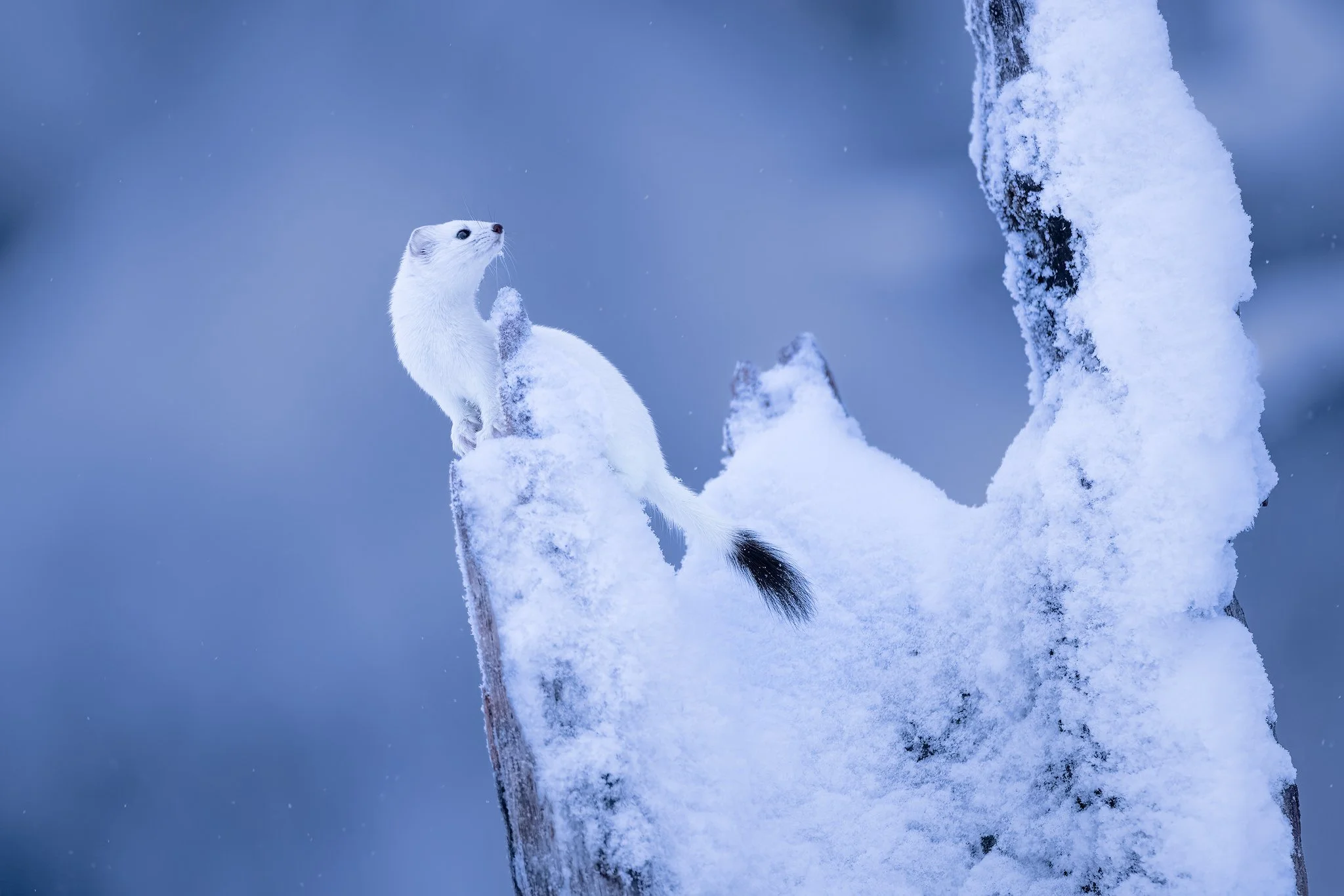 Stoat (Mustela erminea)