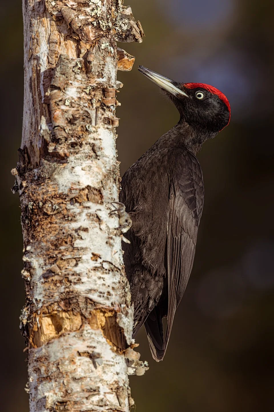 Black woodpecker (Dryocopus martius)
