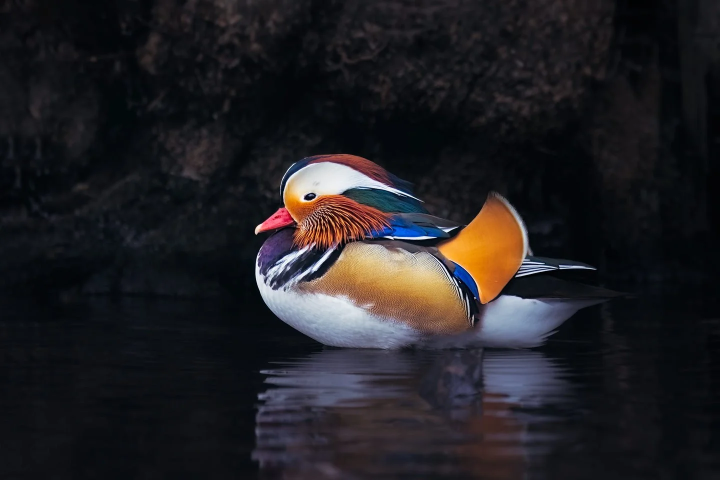 Mandarin duck (Aix galericulata) 