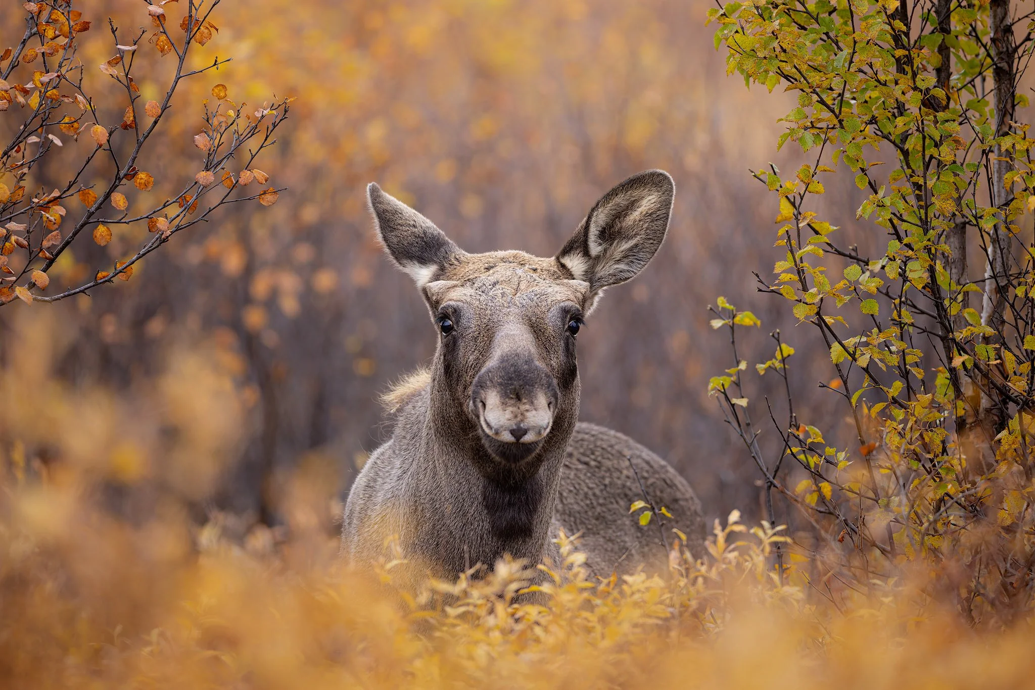 Moose (Alces alces)