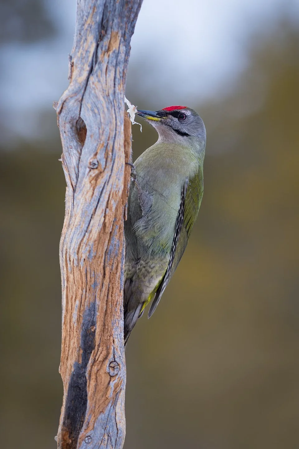 Grey-headed Woodpecker (Picus canus)