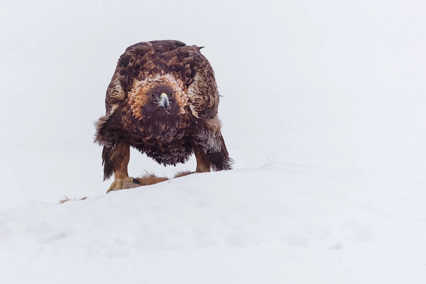 Golden Eagle (Aquila chrysaetos)