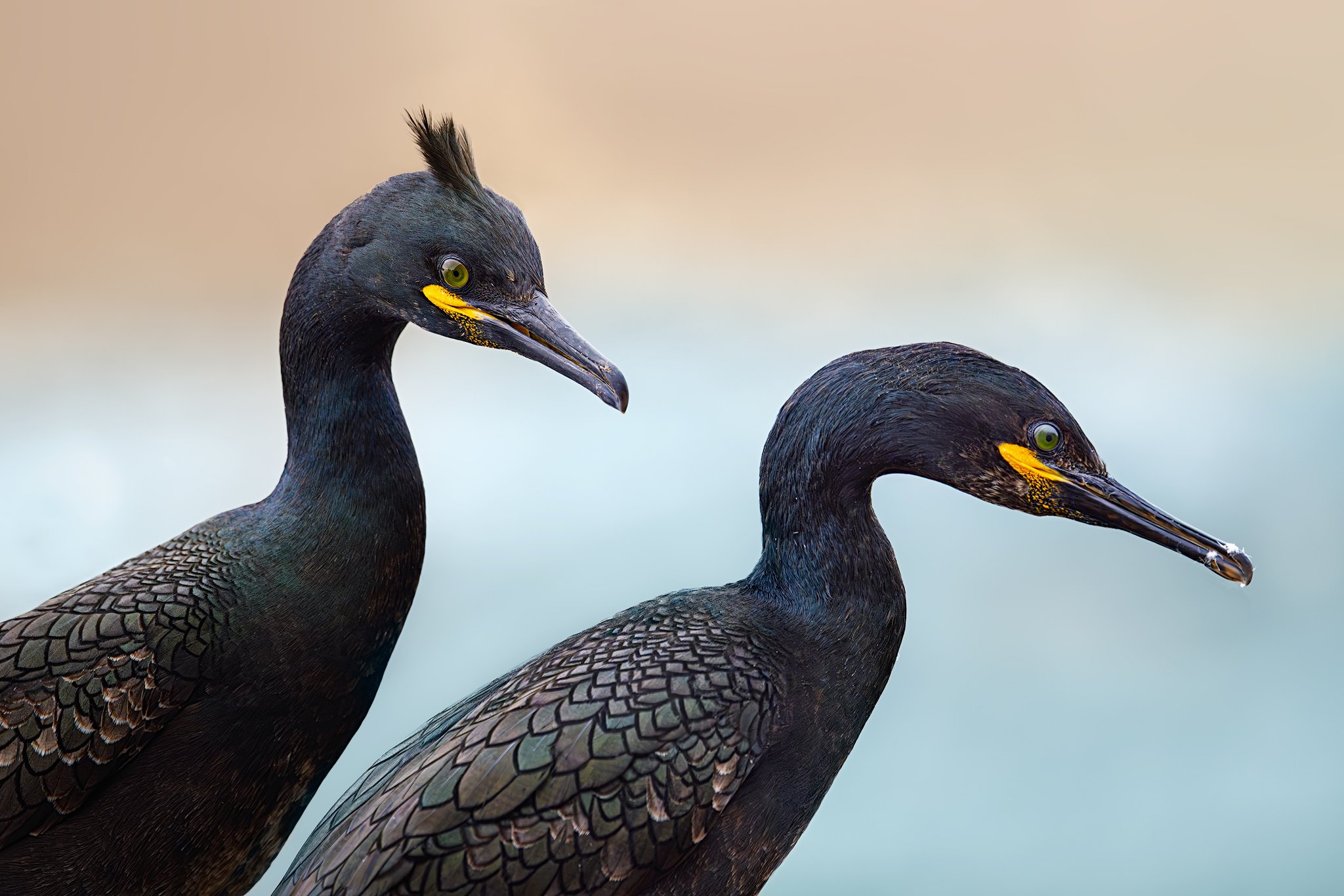 European shag (Phalacrocorax aristotelis)