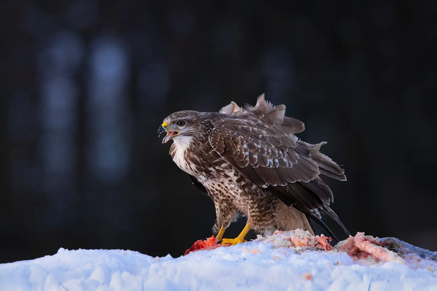 Common Buzzard (Buteo buteo)
