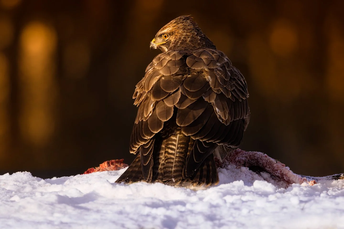 Common Buzzard (Buteo buteo)