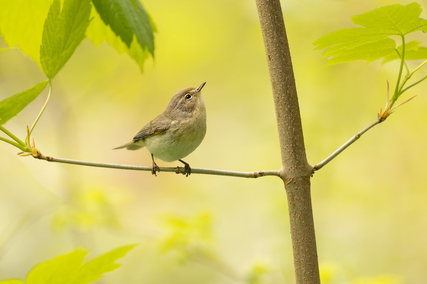 Chiffchaff (Phylloscopus collybita)