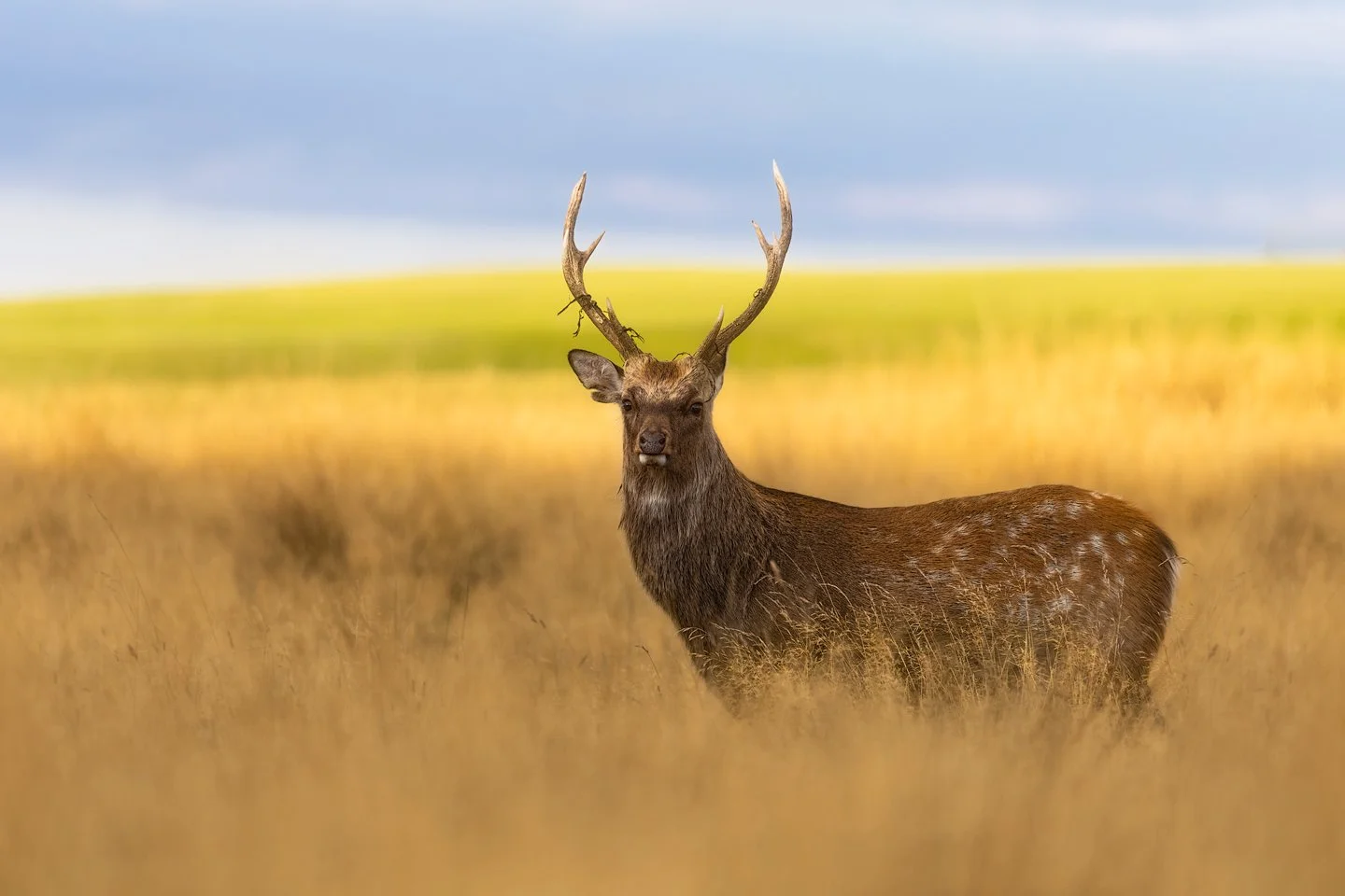 Sika deer (Cervus nippon)