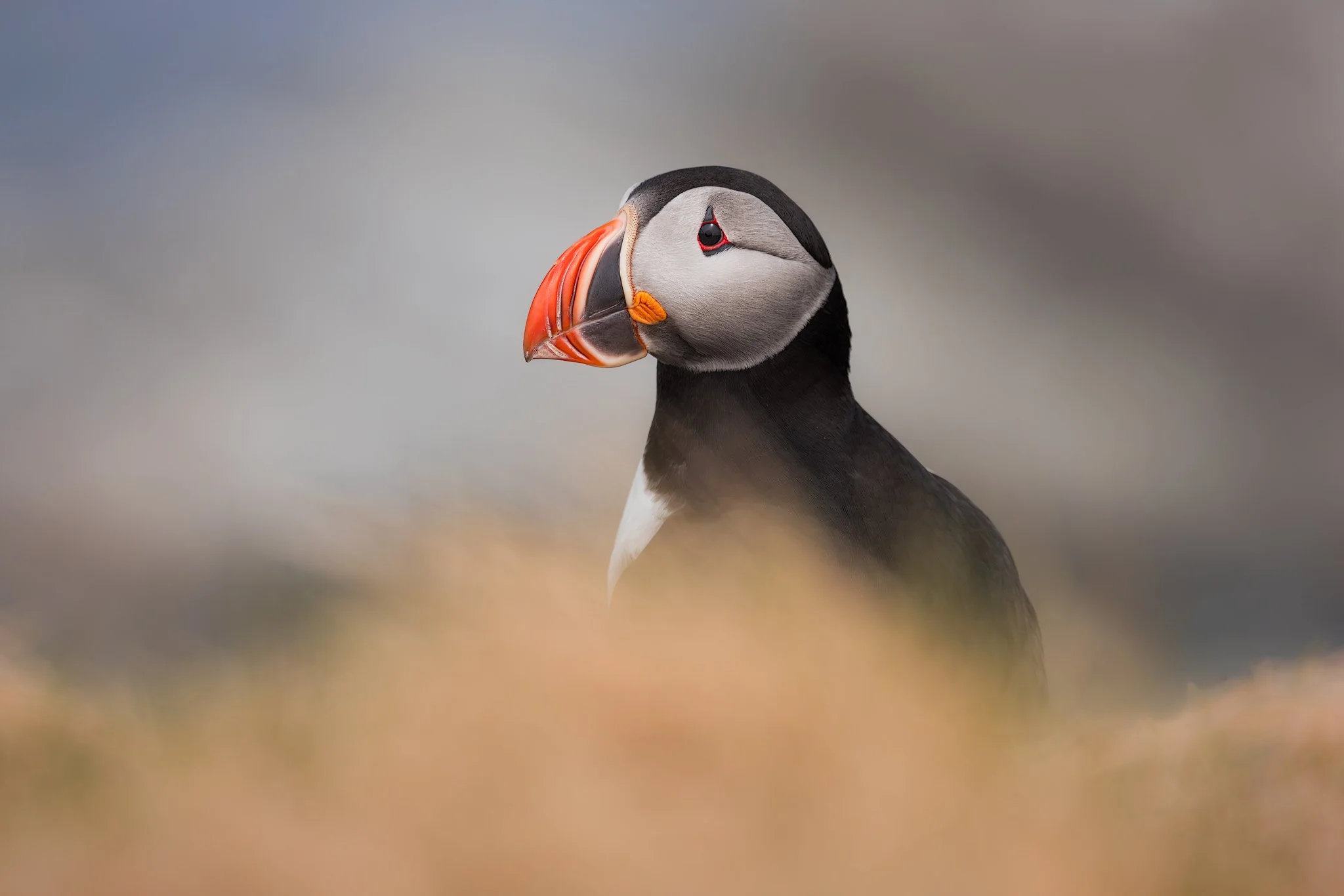 Atlantic Puffin (Fratercula arctica)