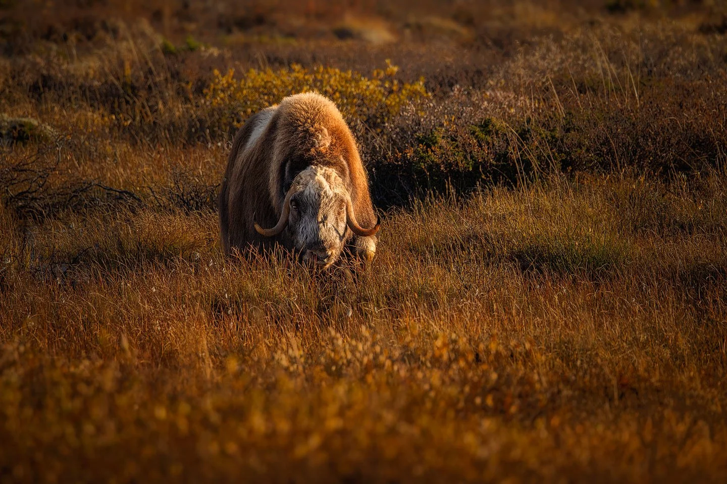 Musk Ox (Ovibos moschatus)