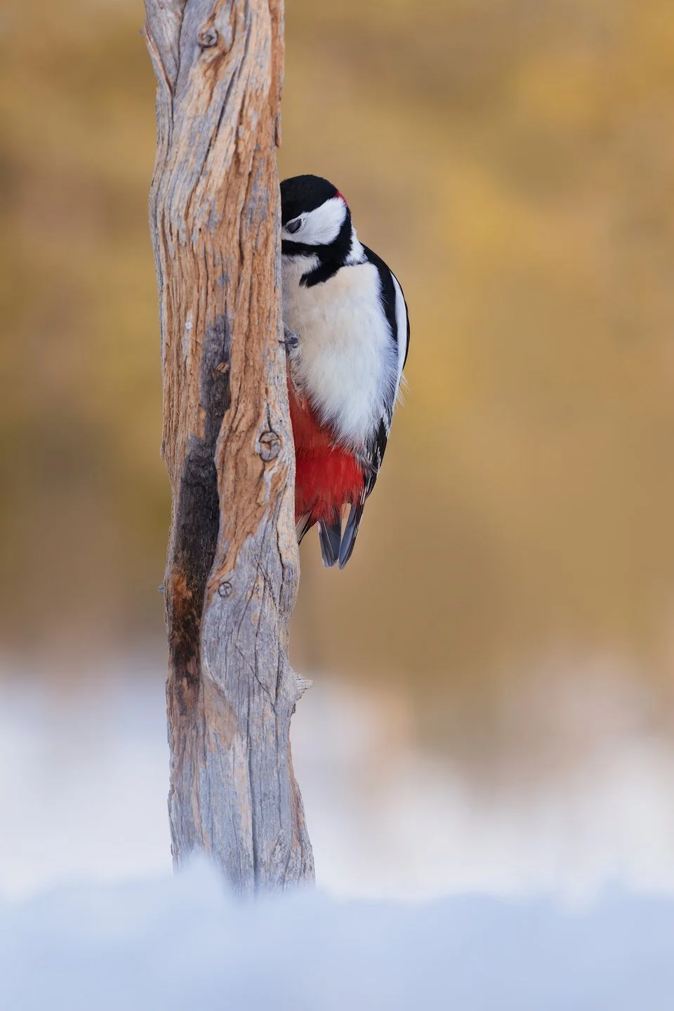 Great spotted woodpecker (Dendrocopos major)