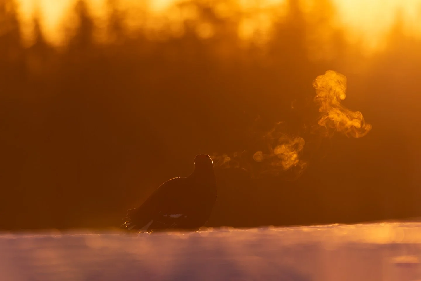 Black grouse (Lyrurus tetrix)