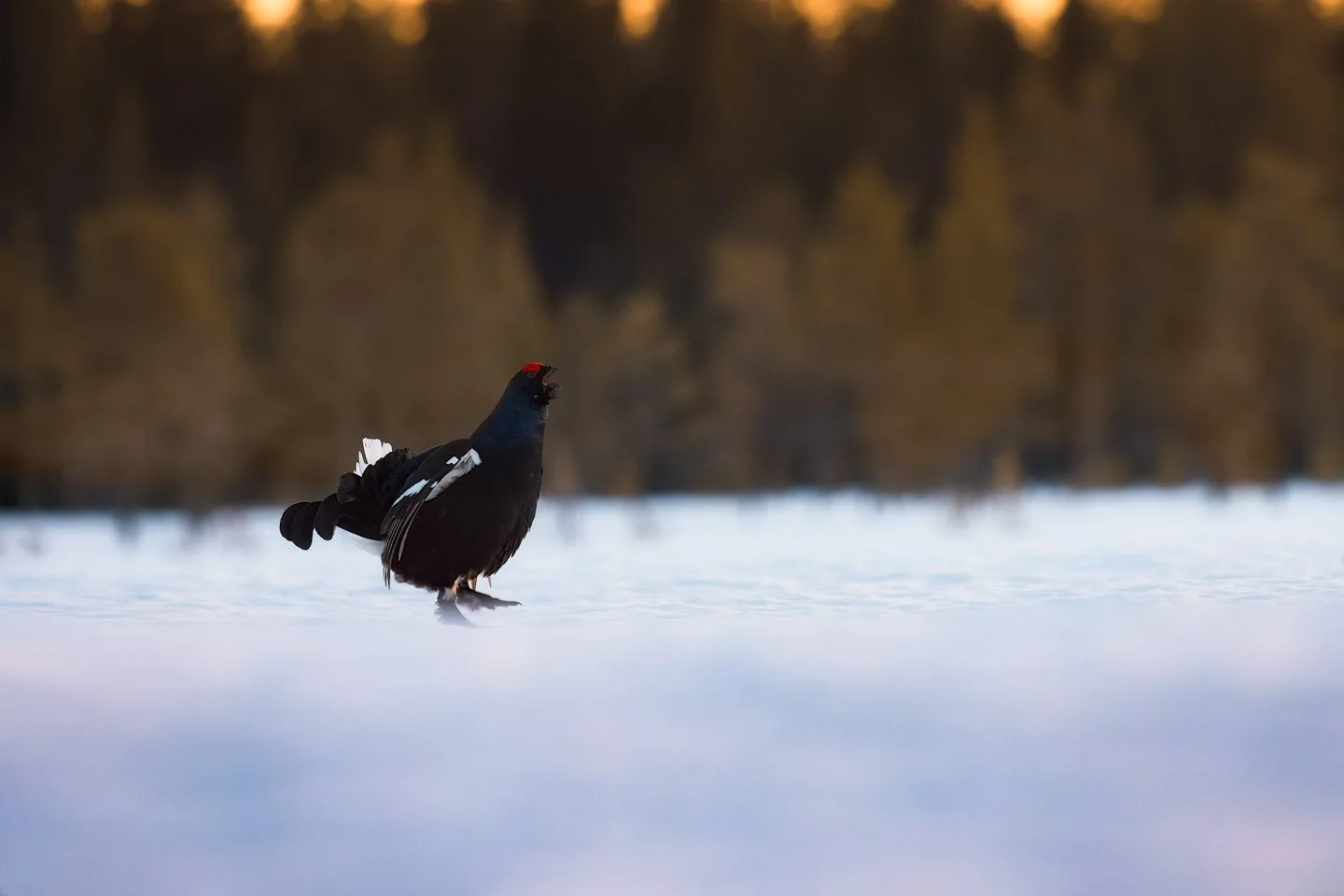 Black grouse (Lyrurus tetrix)
