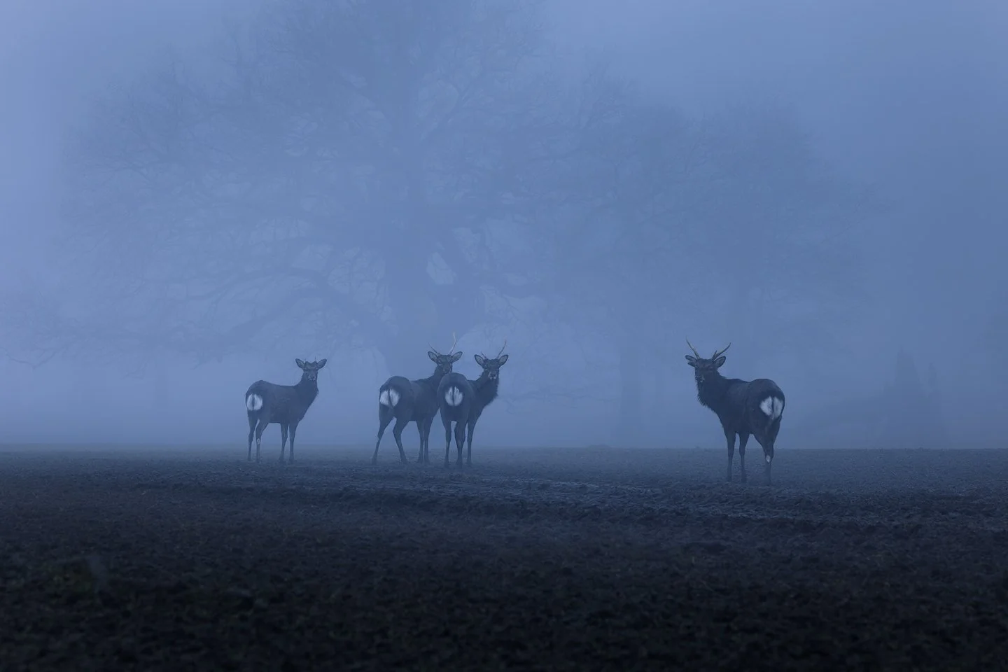 Sika Deer (Cervus nippon)