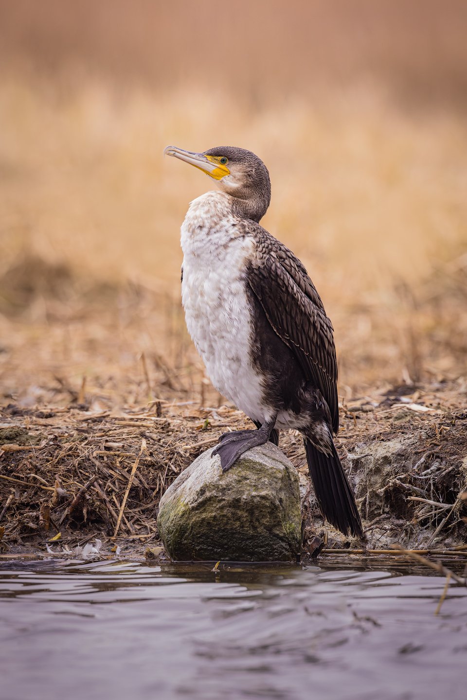 Great cormorant (Phalacrocorax carbo)