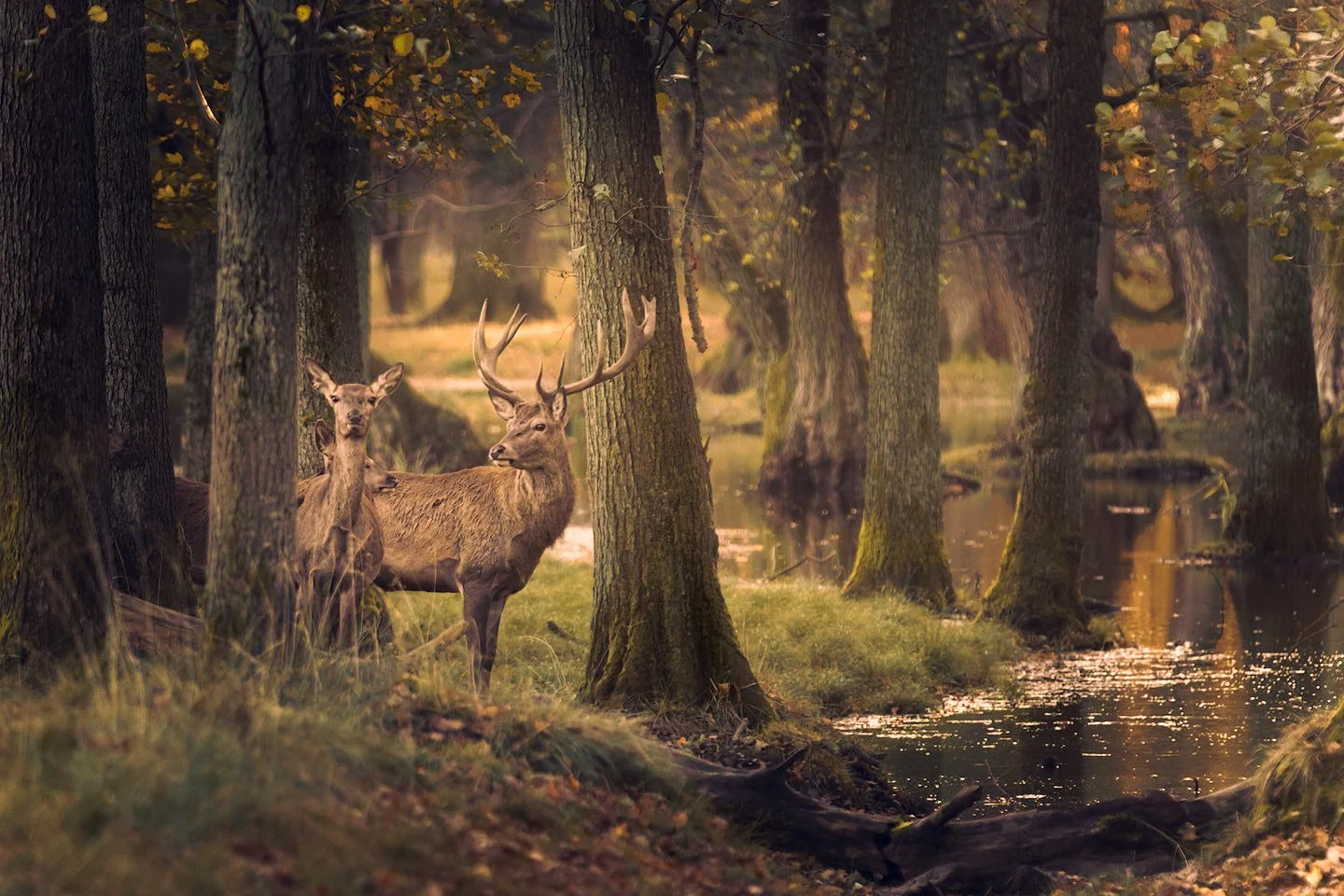 Red deer (Cervus elaphus) 