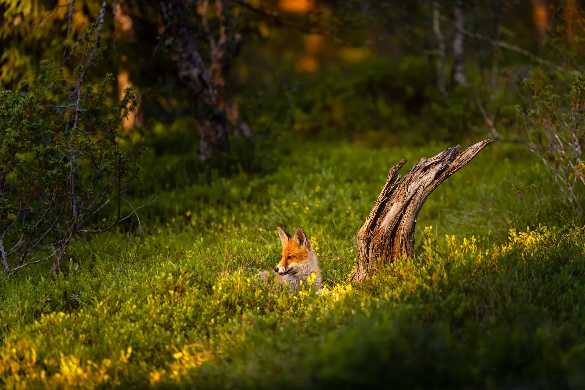 Red fox (Vulpes vulpes)