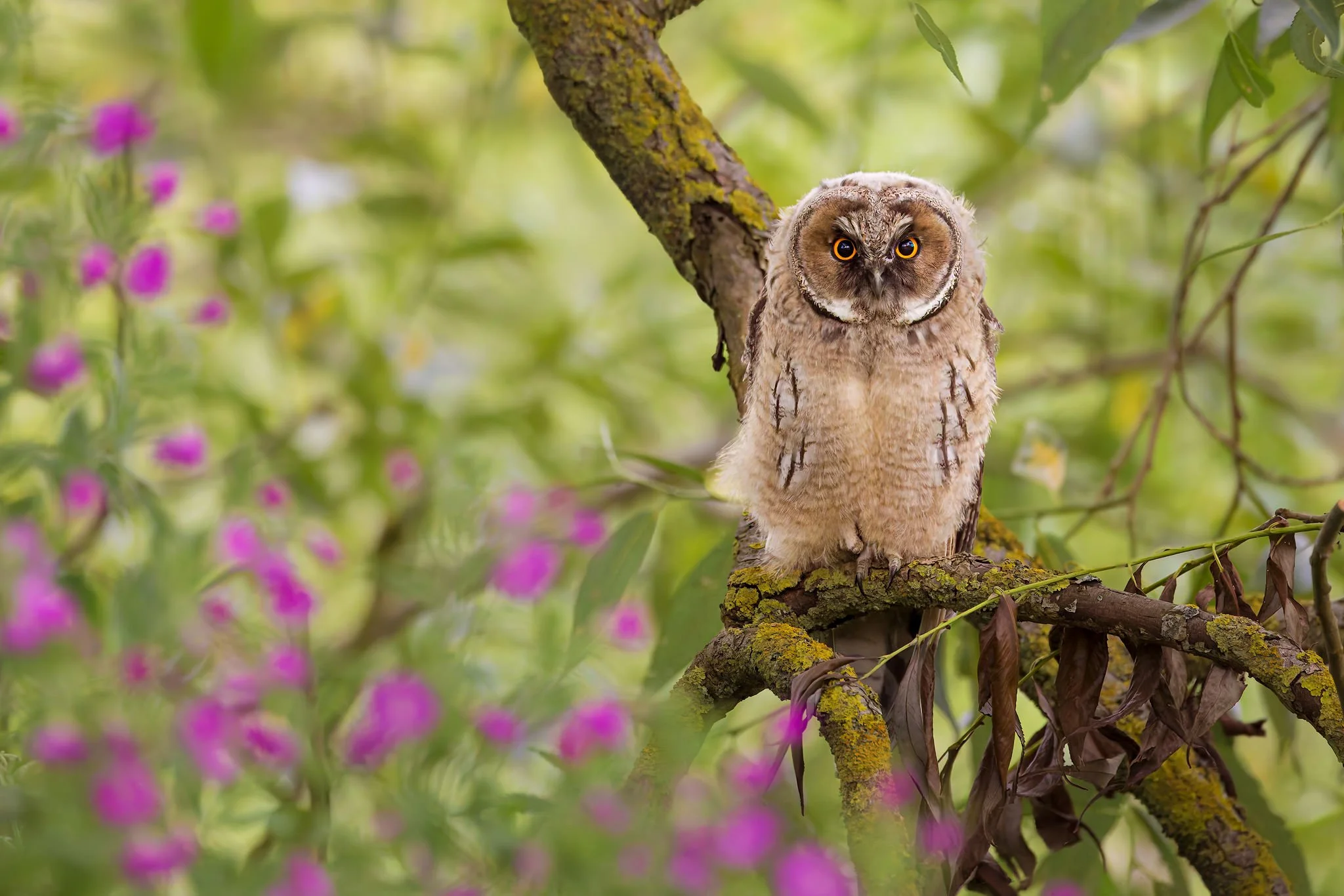 Long-eared owl (Asio otus) 