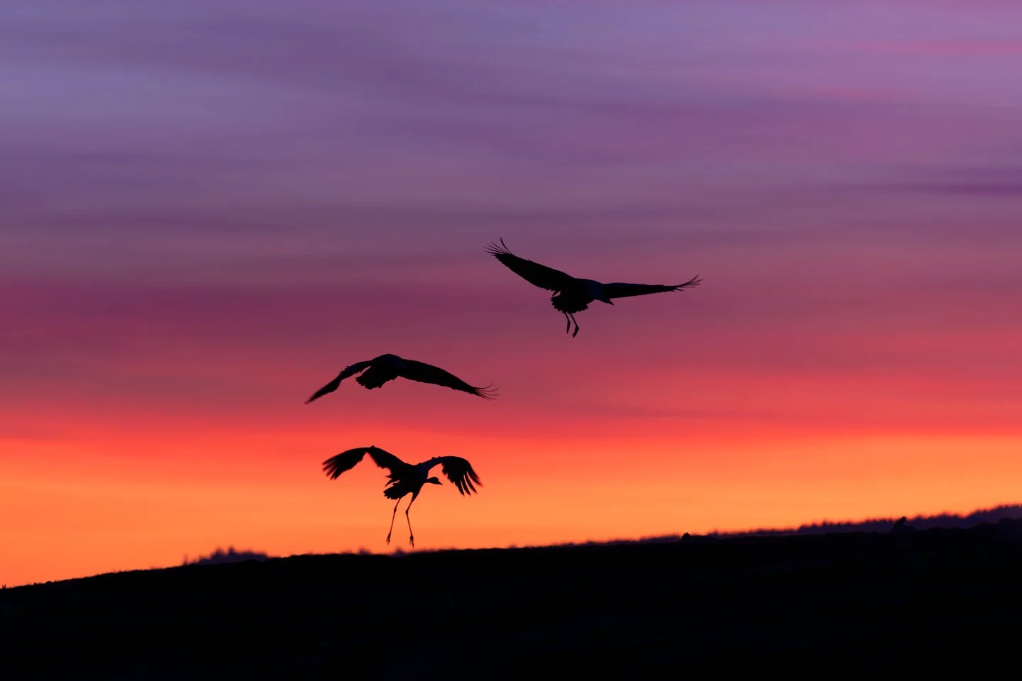Common crane (Grus grus)