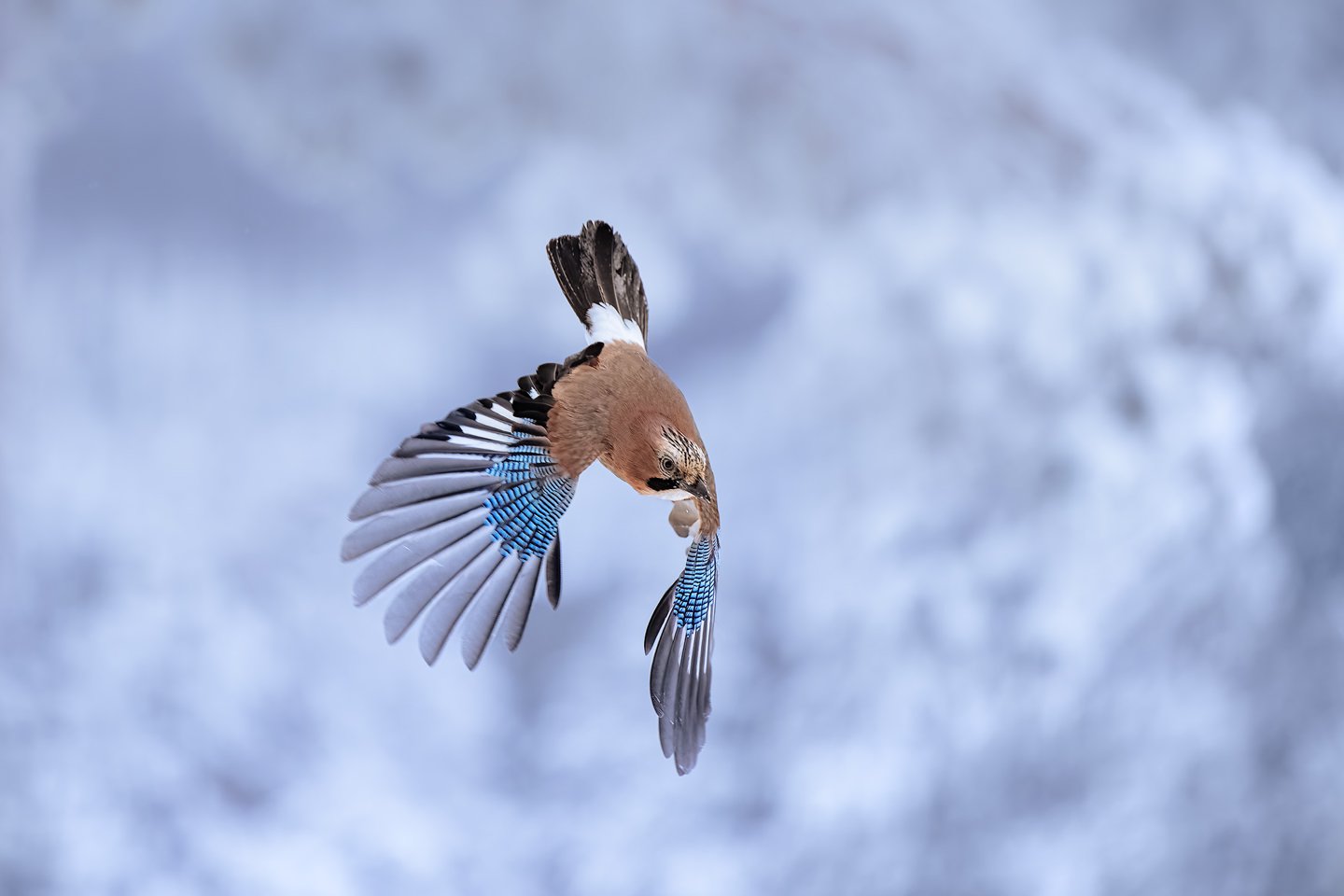 Eurasian jay ( (Garrulus glandarius)