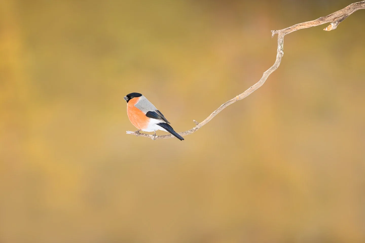 Eurasian bullfinch (Pyrrhula pyrrhula)
