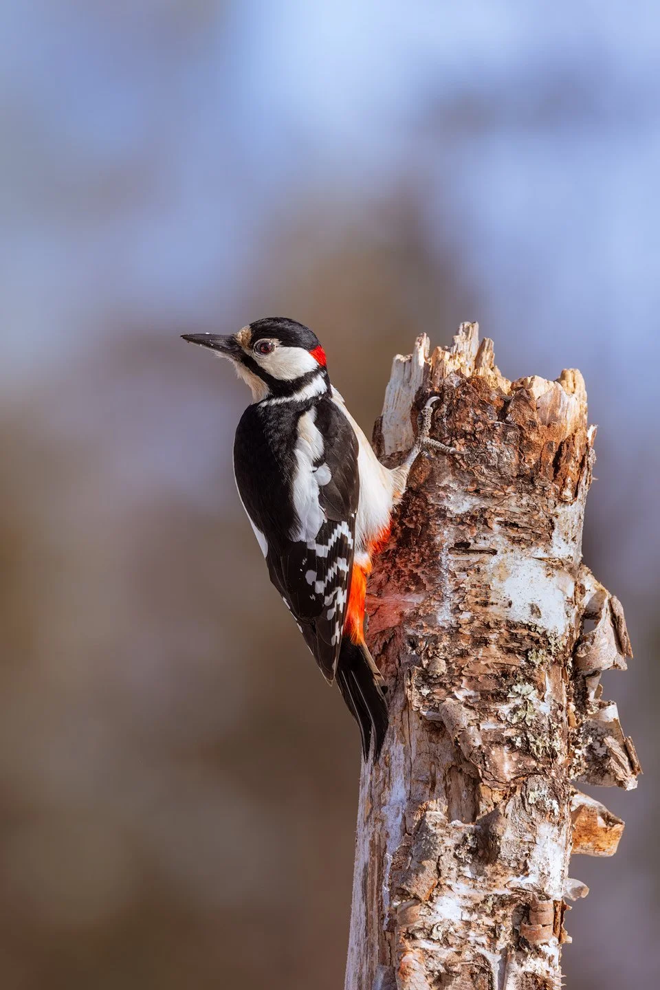 Great Spotted Woodpecker (Dendrocopos major)