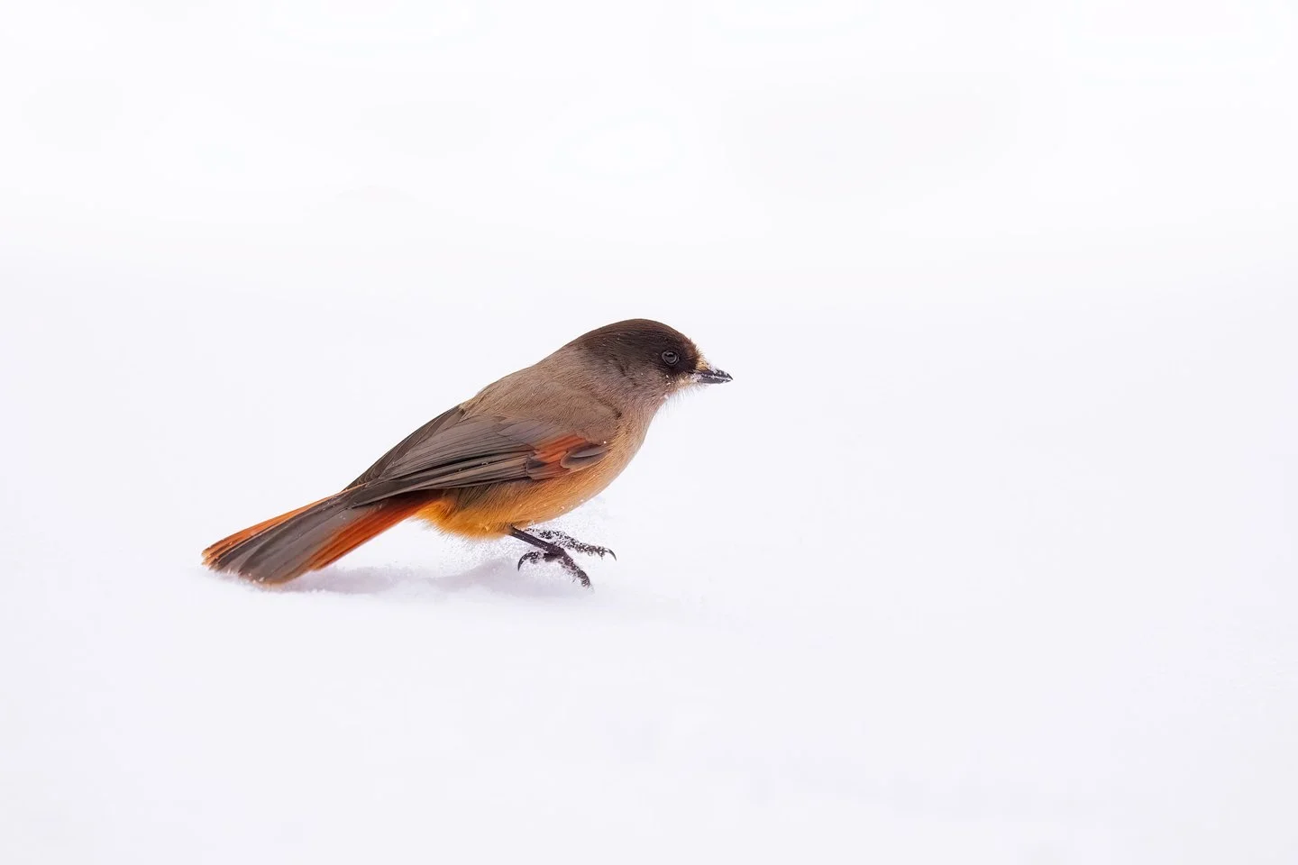 Siberian jay (Perisoreus infaustus)