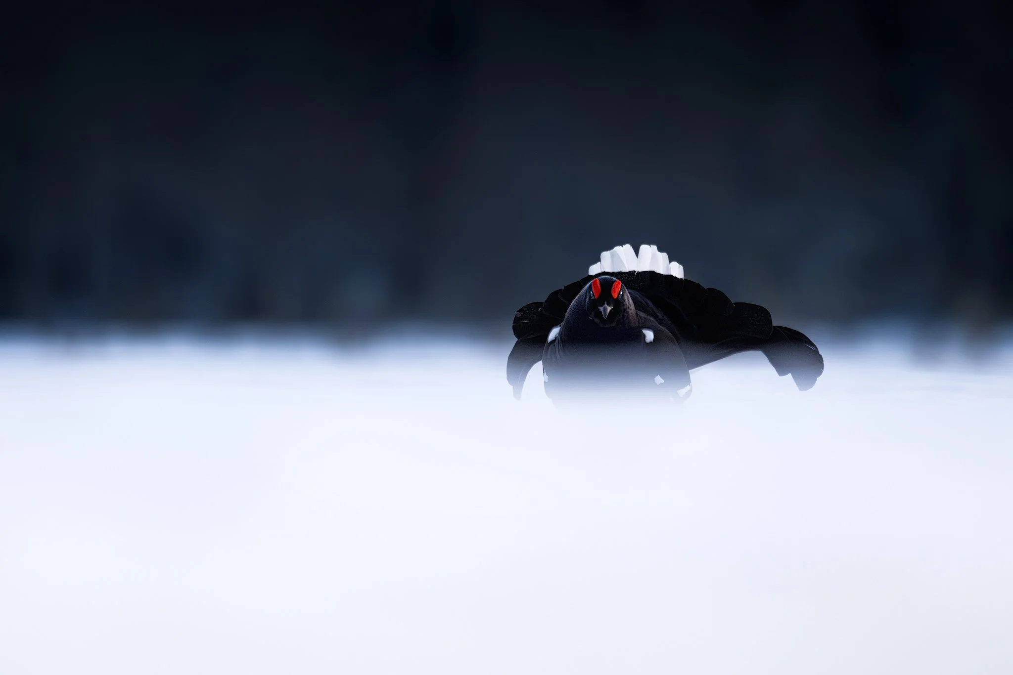 Black Grouse (Lyrurus tetrix)