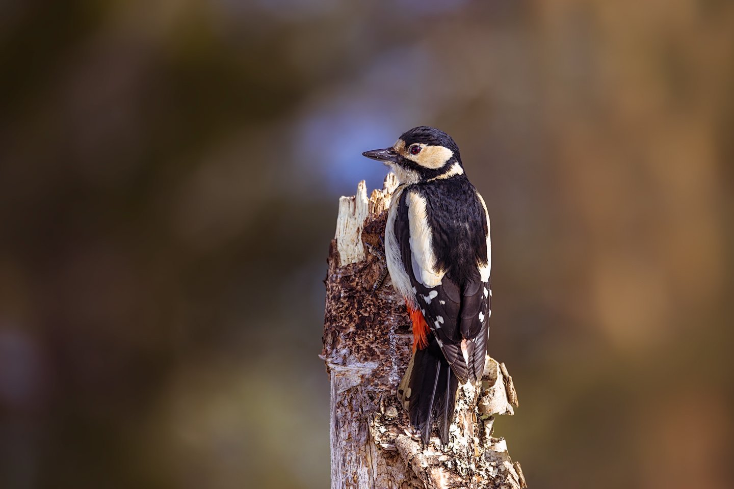 Great Spotted Woodpecker (Dendrocopos major)