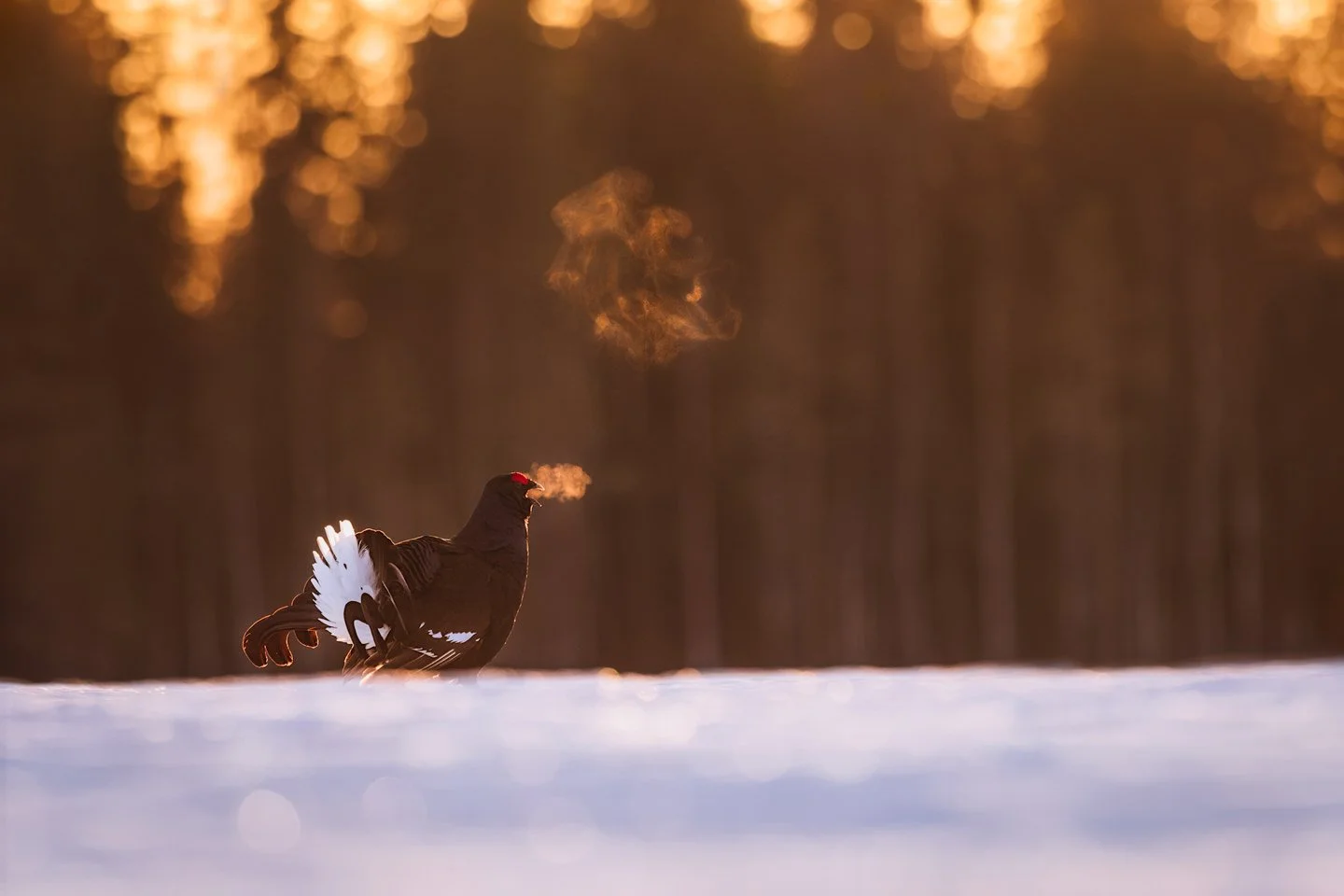 Black grouse (Lyrurus tetrix)