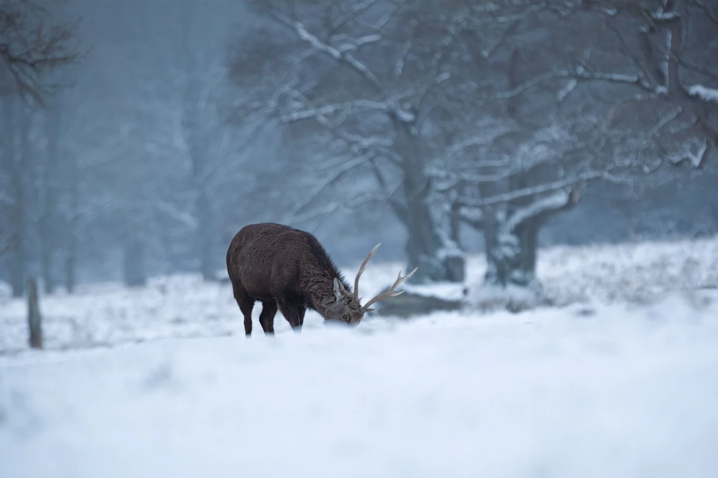 Sika deer (Cervus nippon)