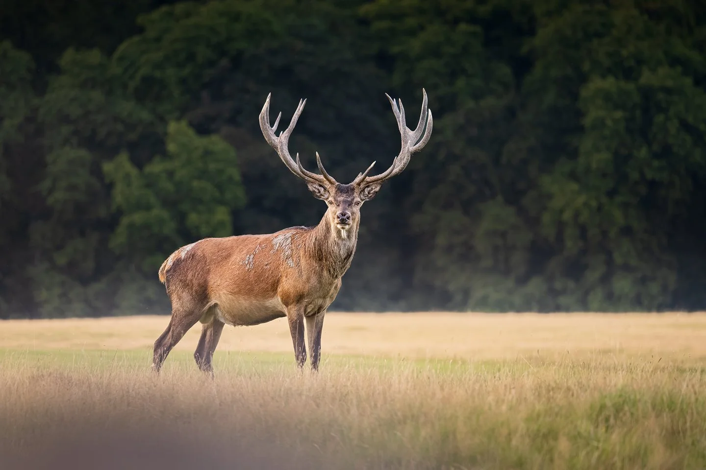 Red Deer (Cervus elaphus)