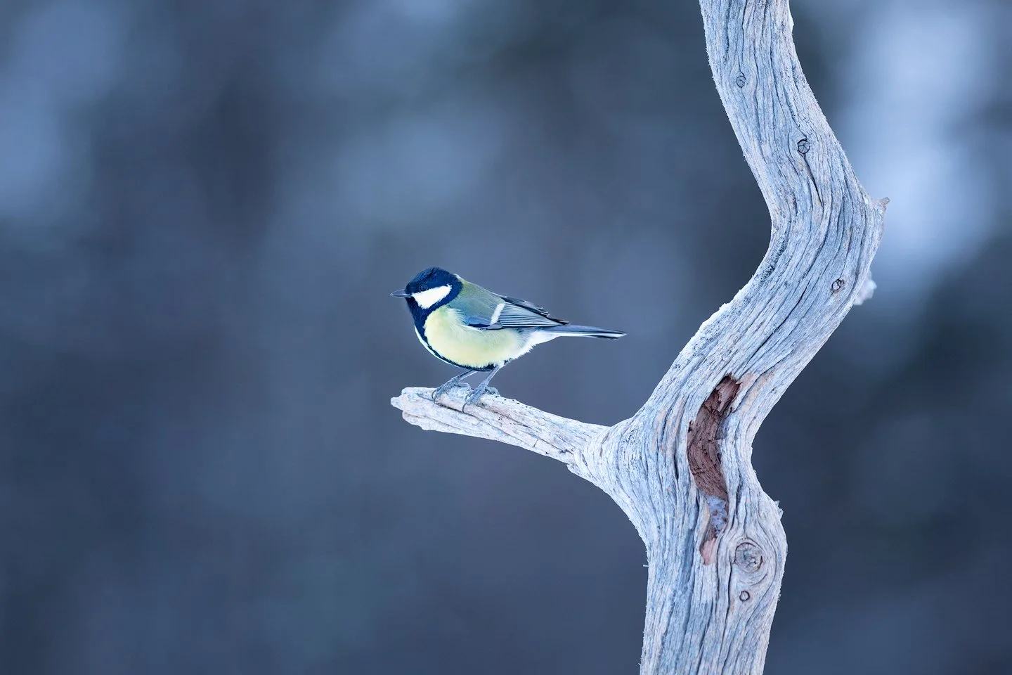  Great tit (Parus major)
