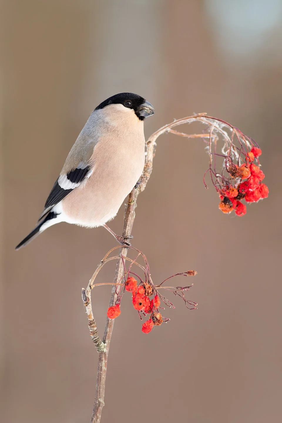Eurasian bullfinch (Pyrrhula pyrrhula)