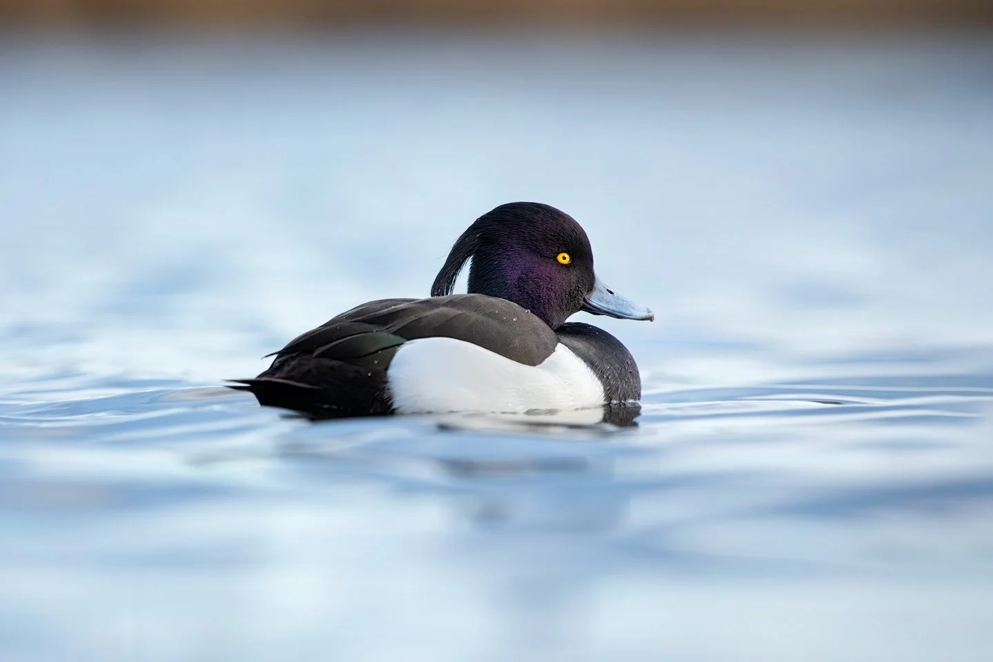Tufted duck (Aythya fuligula)