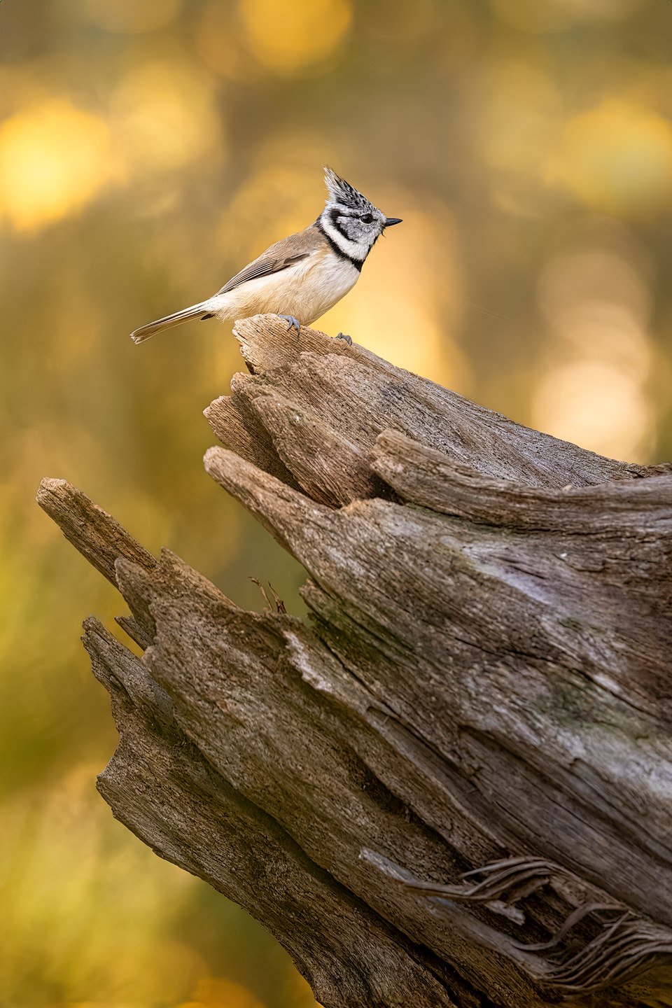 Crested tit (Lophophanes cristatus)