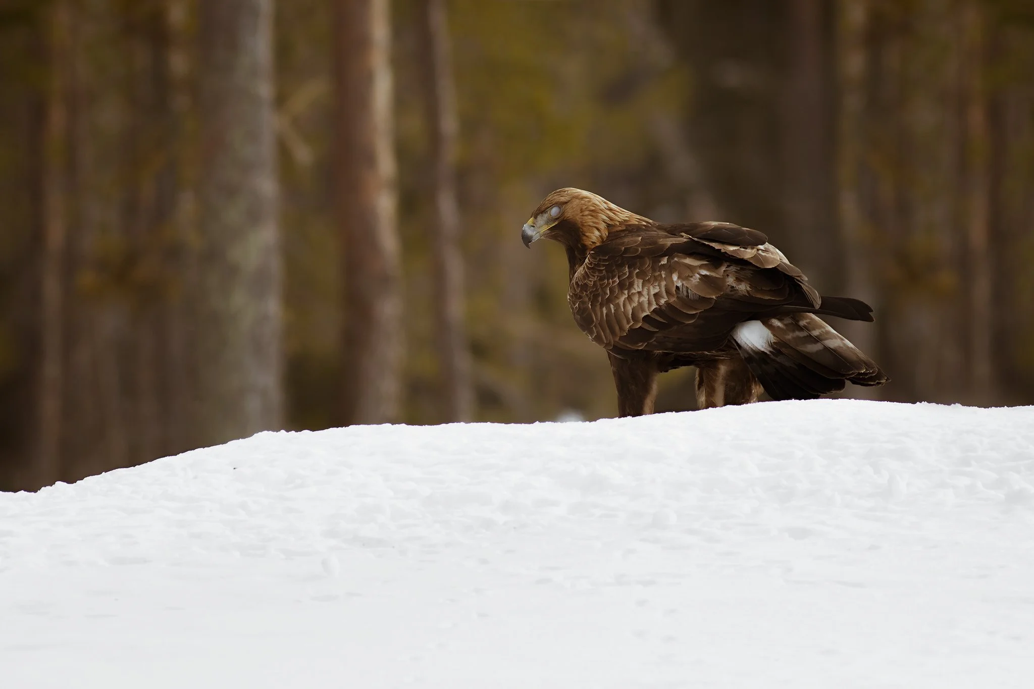 Golden Eagle (Aquila chrysaetos)