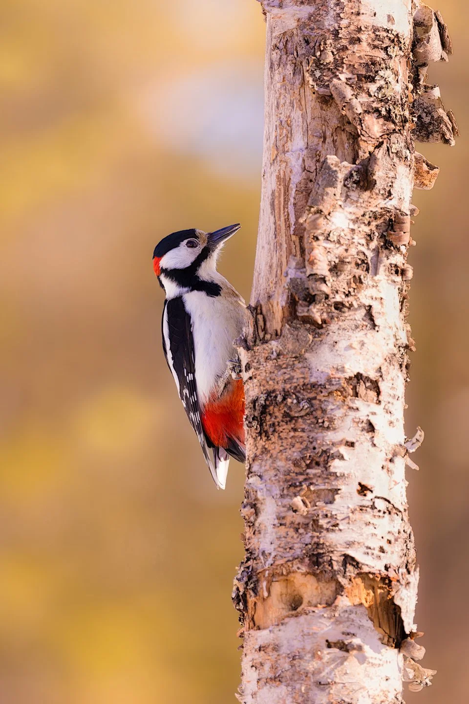 Great Spotted Woodpecker (Dendrocopos major)