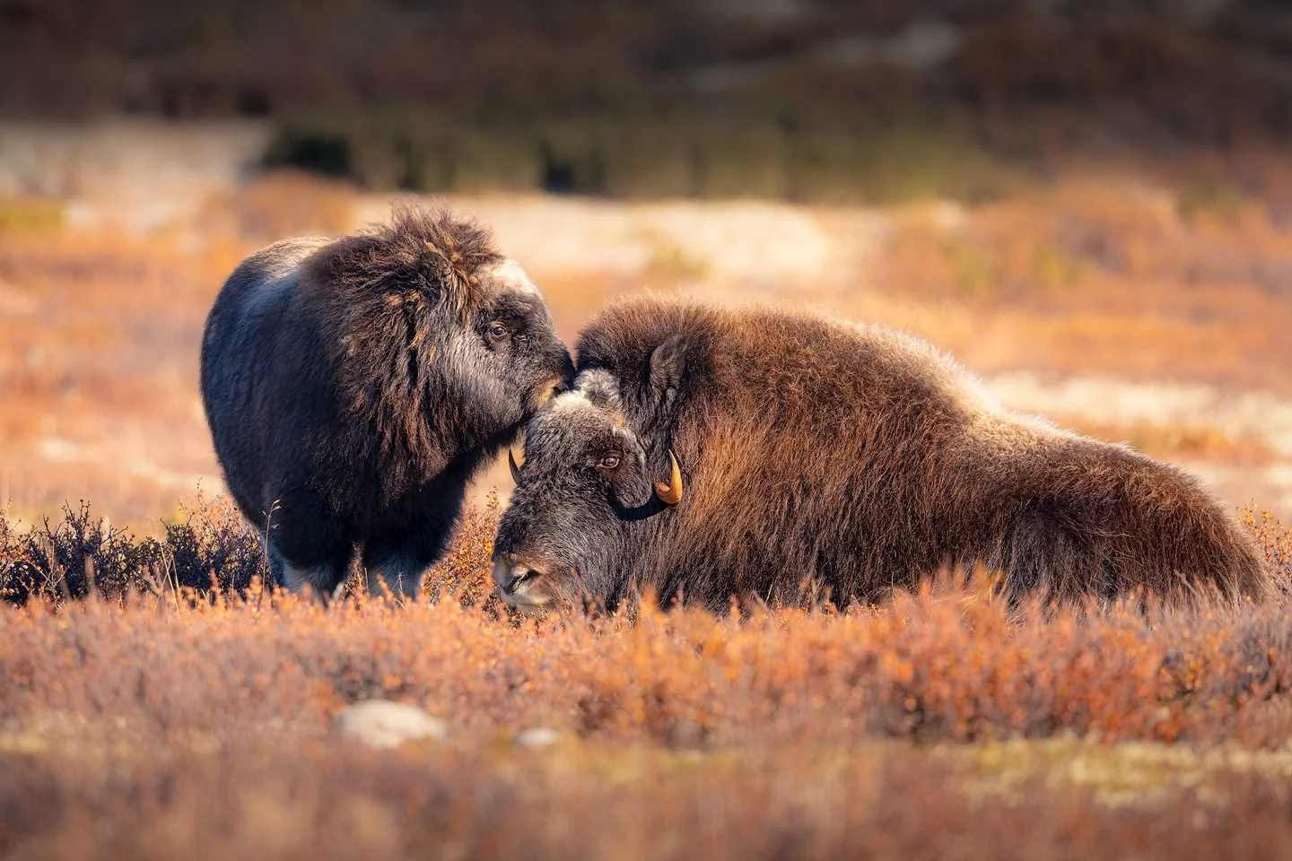 Musk Ox (Ovibos moschatus)