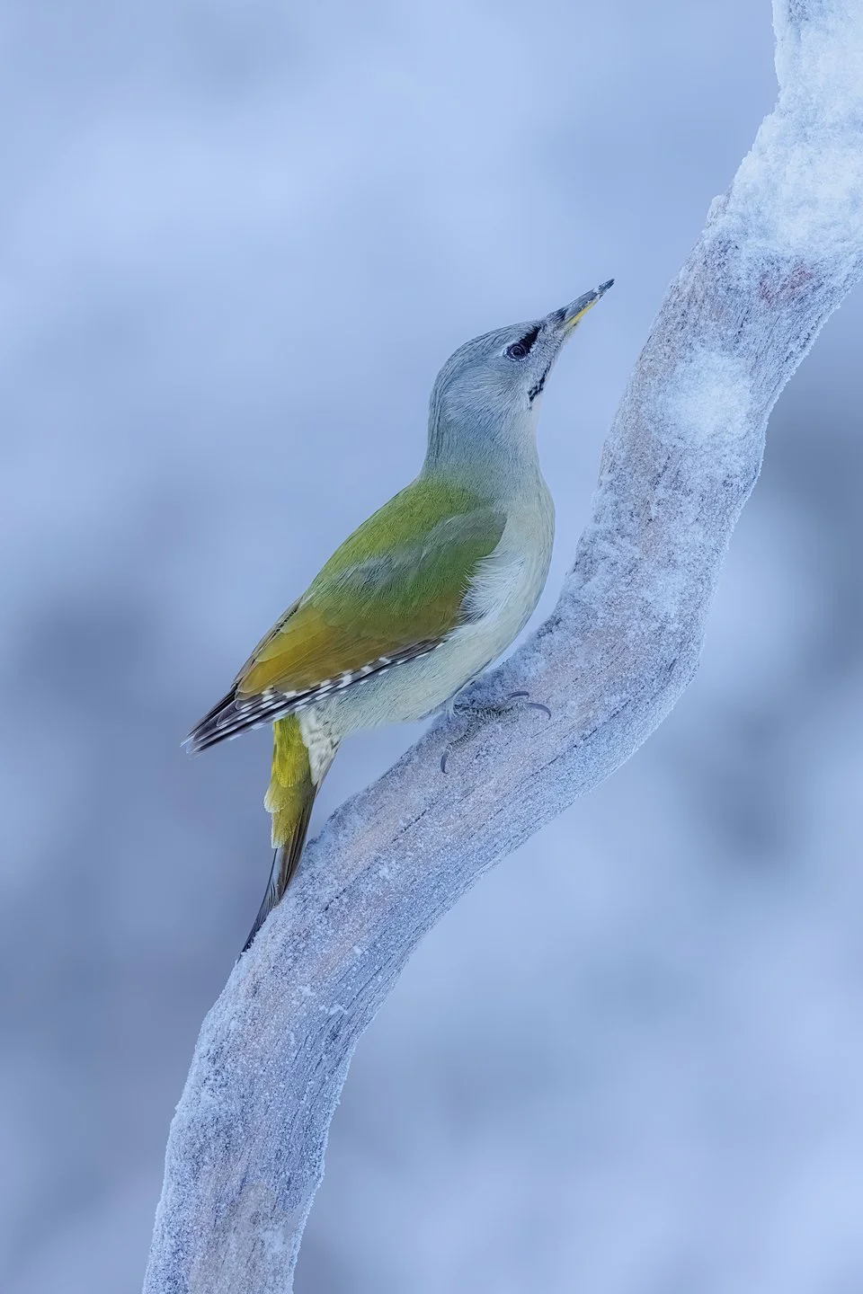 Grey-headed Woodpecker (Picus canus)