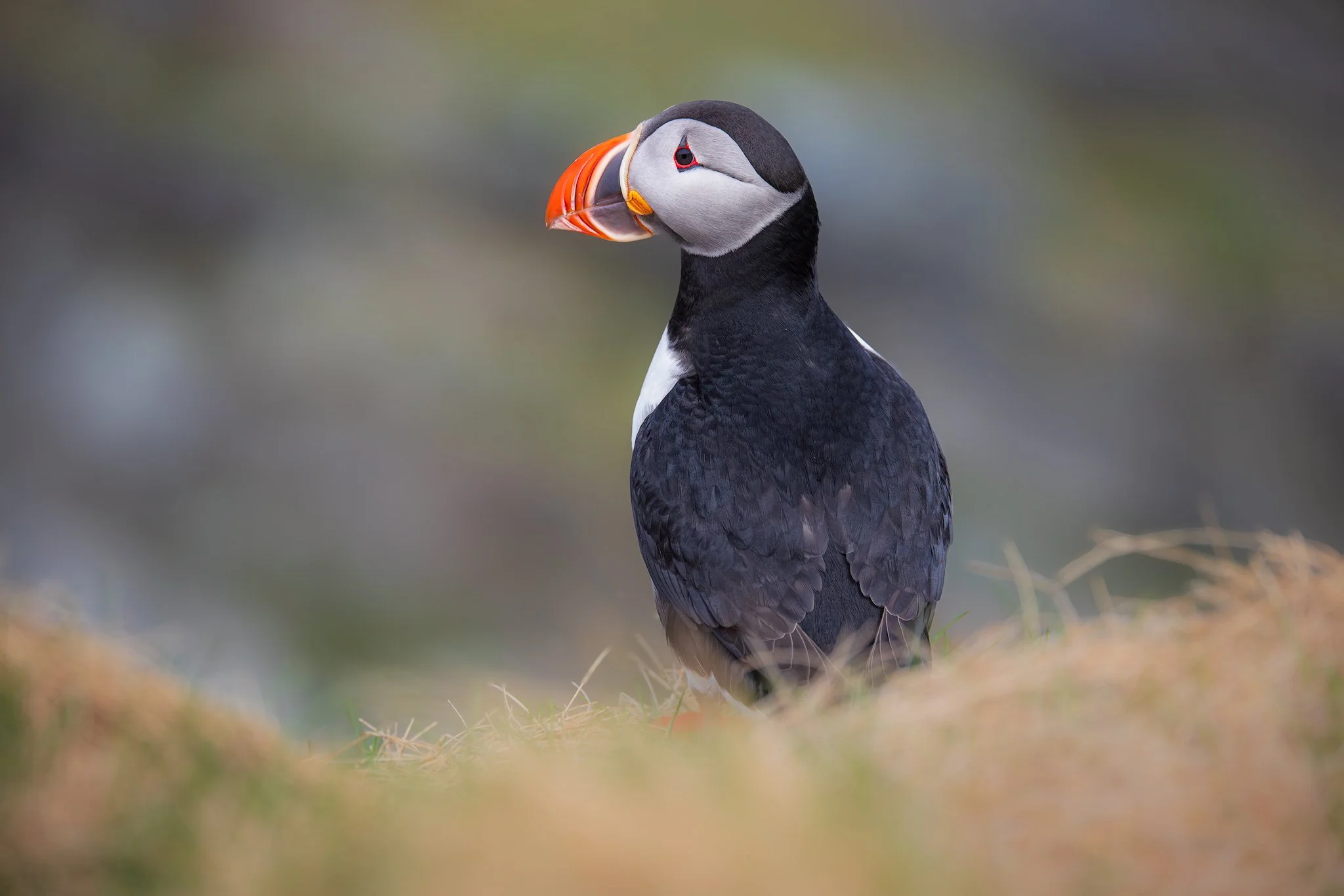 Atlantic Puffin (Fratercula arctica)