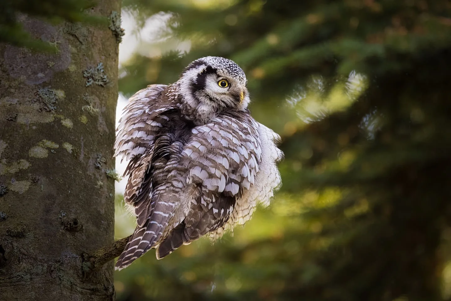 Northern Hawk-Owl (Surnia ulula)