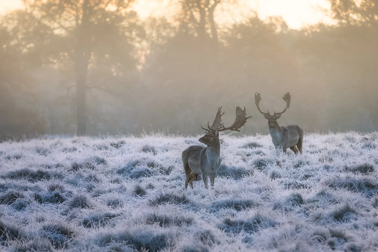 European fallow deer (Dama dama)