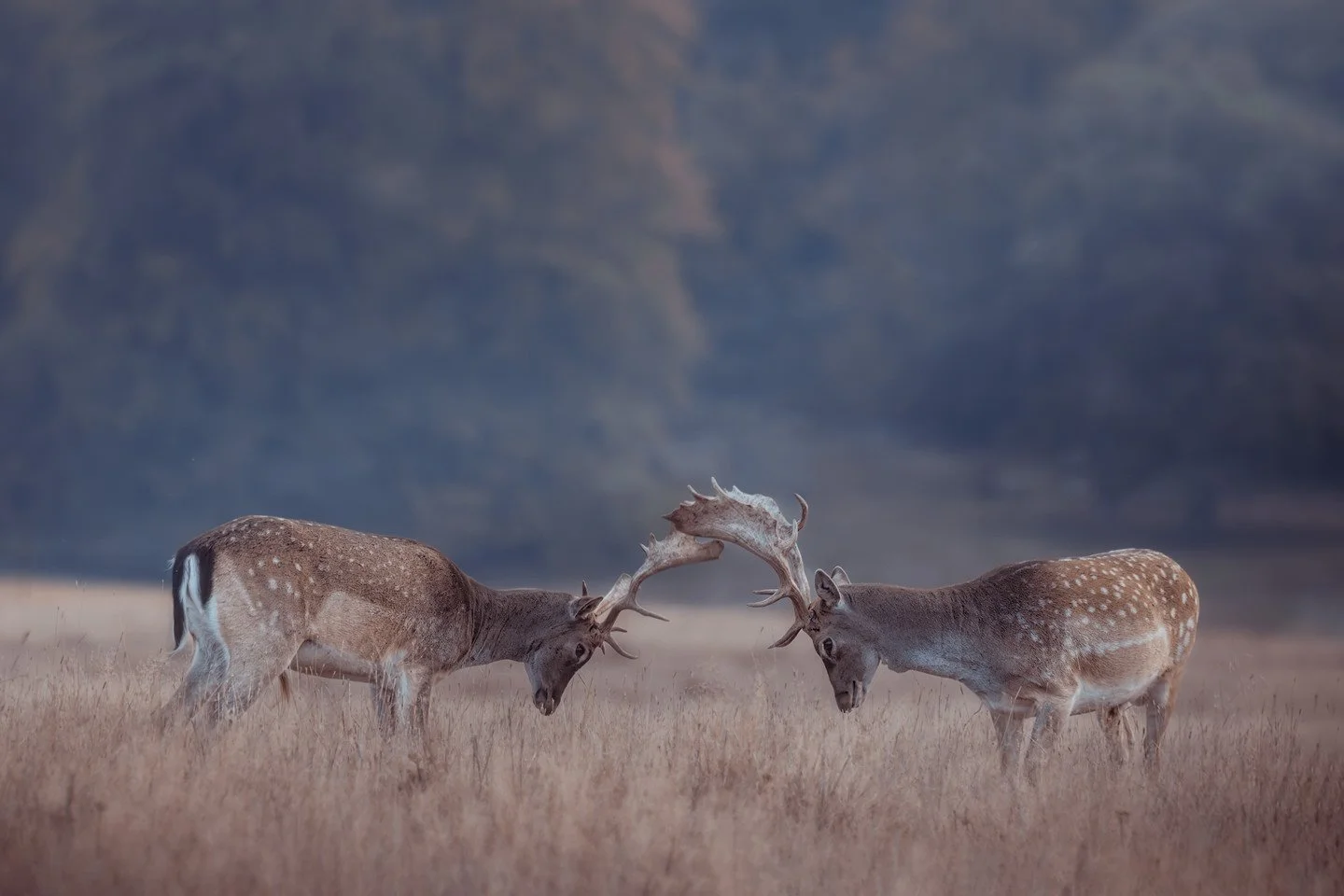 European fallow deer (Dama dama)