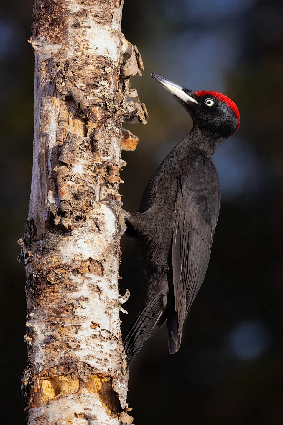 Black Woodpecker (Dryocopus martius)