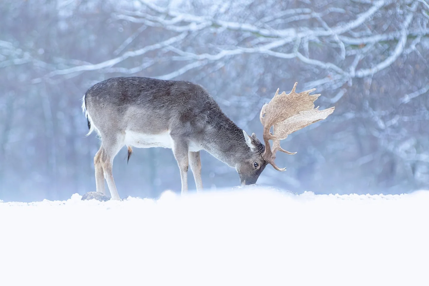 European fallow deer (Dama dama)